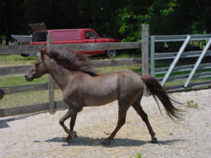 meadowlarkstud.jpg