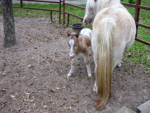 newappycolt.jpg