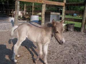 missyfilly.jpg