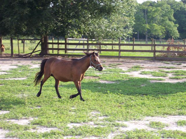 shetmare.jpg